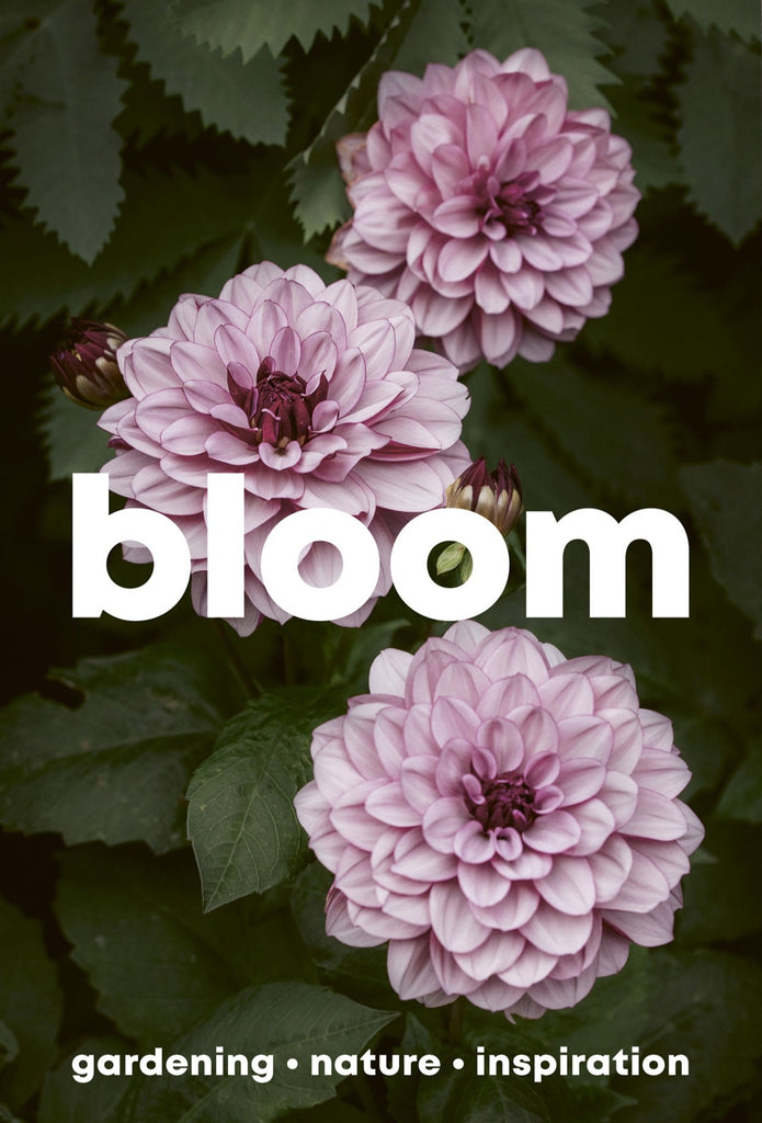 bloom issue 16