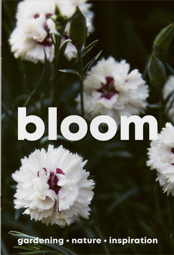 bloom magazine